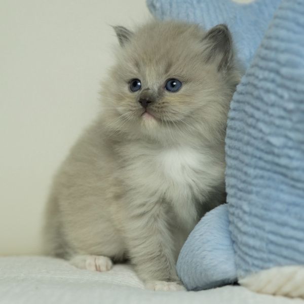 ragdoll kittens