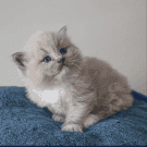 Ragdoll Kittens- TICA Registration