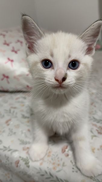 🌟 Blue-Eyed Ragdoll Mix Kittens Looking for Loving Families 🌟
