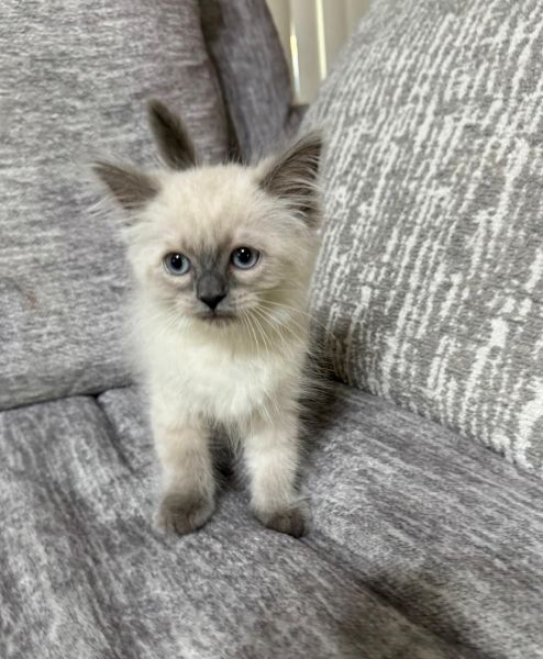 Ragdoll kittens for sale ( sold )