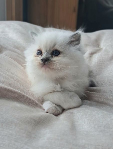 Brownie, ragdoll kitten for sale