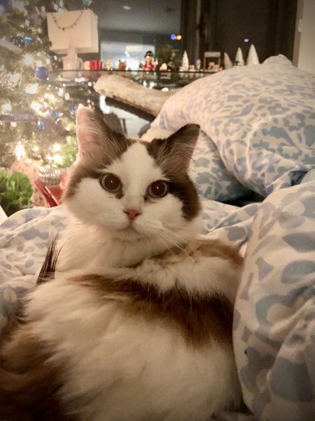 Stella Munckin Ragdoll