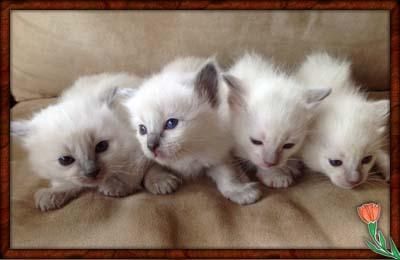Ragdoll kittens available