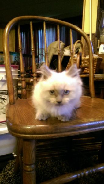 10 Wk. Ragdoll Female Kitten $475