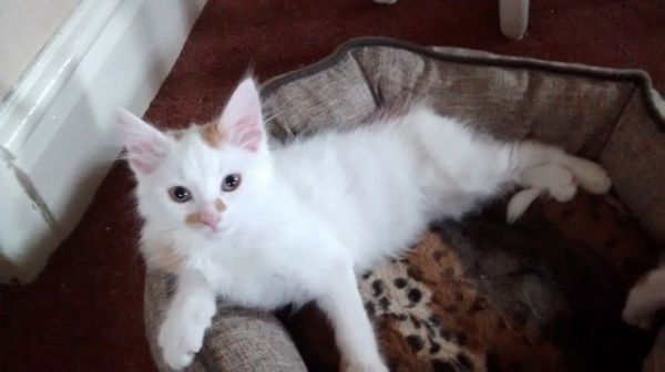 Beautiful Ragdoll Kittens