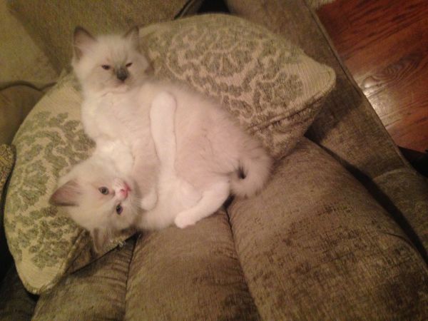 Ragdoll Kittens For Sale