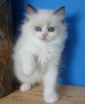 cute looking Ragdoll Kitten for adoption....