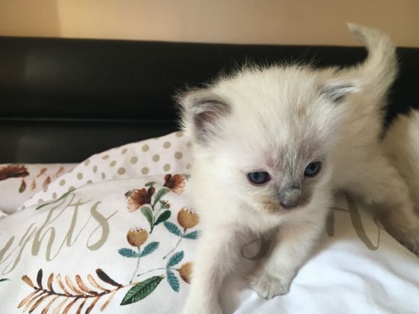 Family raised Ragdoll kittens/Text or call ***