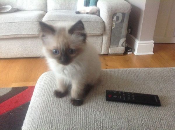 Ragdoll Kittens\ for sale