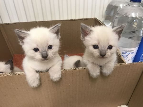 Ready Now Pedigree Ragdoll Kittens
