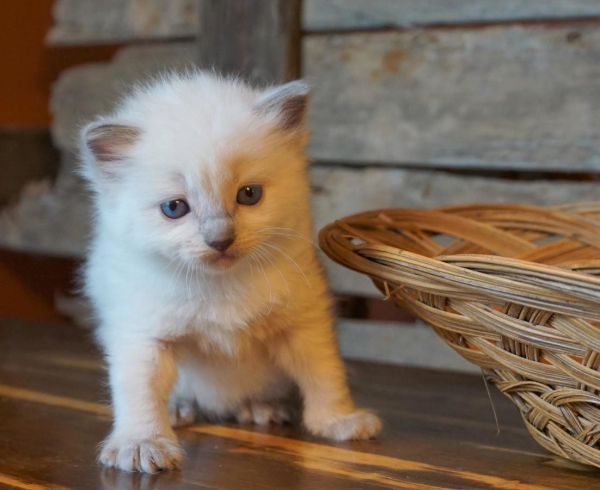 Gorgeous seal point and blue point ragdolls