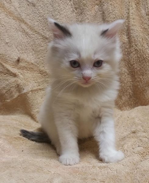 Solid White Female - Tica reg. Ragdoll.Text us on (***) ***-***9