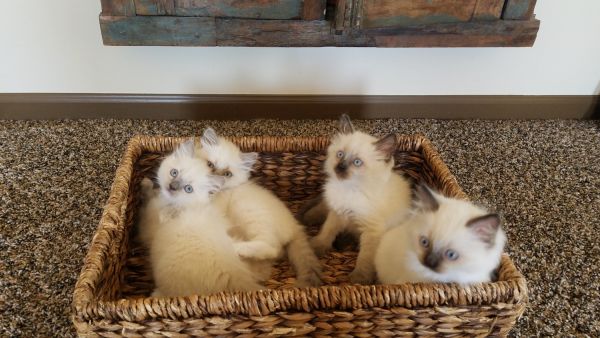 Ragdoll Kittens