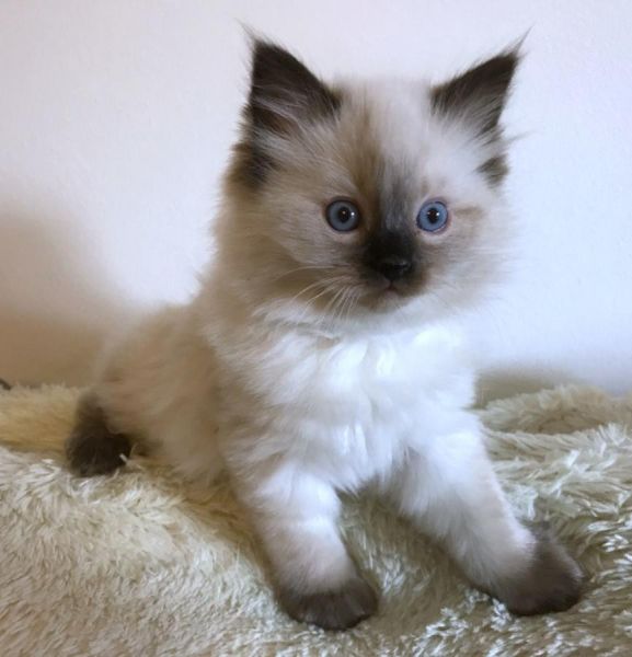 Gorgeous Male and Female Ragdoll Kitten
