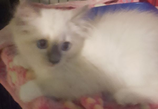 blue point ragdoll