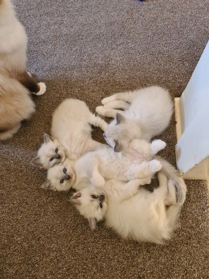 Ragdoll Kittens