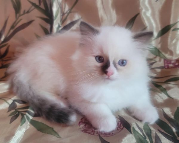 Ragdoll kitten