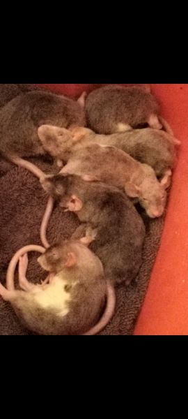 Rehoming 9 Baby Rats (6 Weeks Old) - Small Adoption Fee