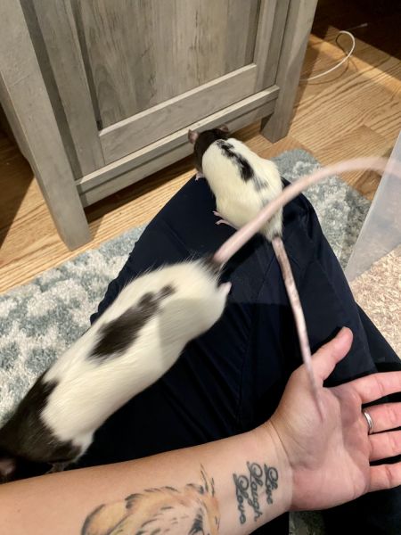 Two Pet Rats Need a New Home