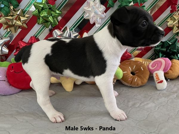 Registered Male Rat Terrier Puppies