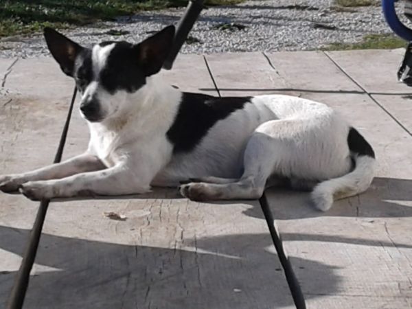 Rat Terrier Cross