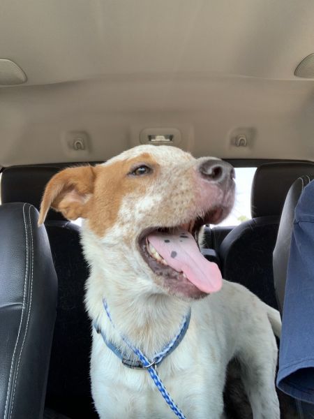 8 month red heeler puppy