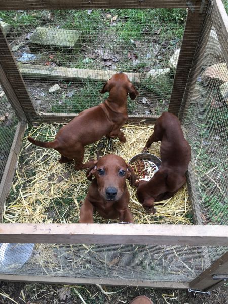 Redbone Pups For Sale