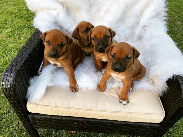 Red rock ridgebacks