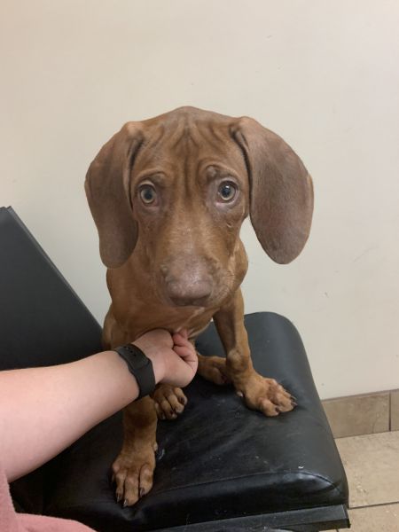 Ridgeback Puppies GAINESVILLE FL