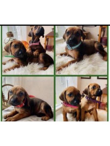 Adorable Rhodesian Ridgeback Pedigree Puppies