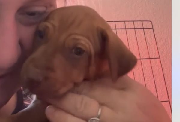 Gorgeous Rhodesian Ridgeback Female Puppy