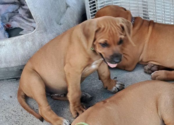 Akc registered Rhodesian Ridgeback Puppies