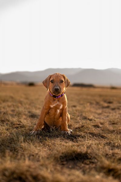 Rhodesian Ridgebacks