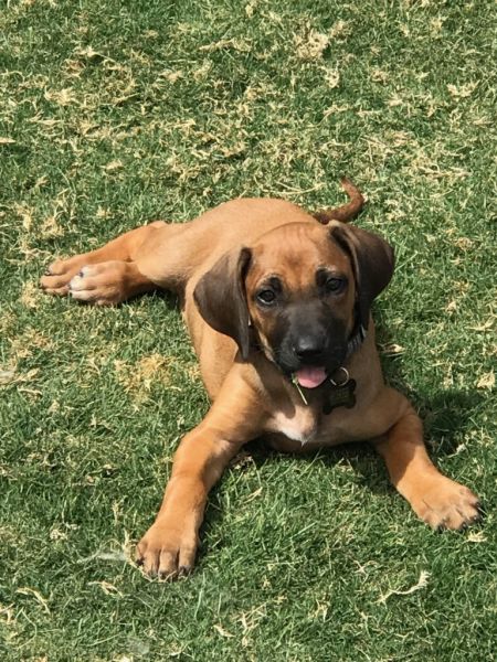 Rhodesian Ridgeback puppy