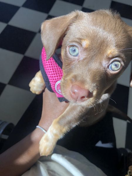 Rhodesian ridge back mix six month old female