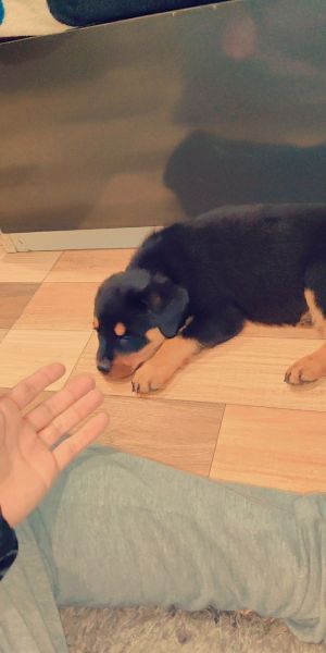 Rottweiler for sale