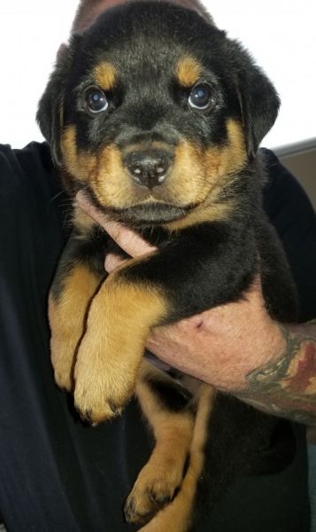 Male Rottweiler Puppies