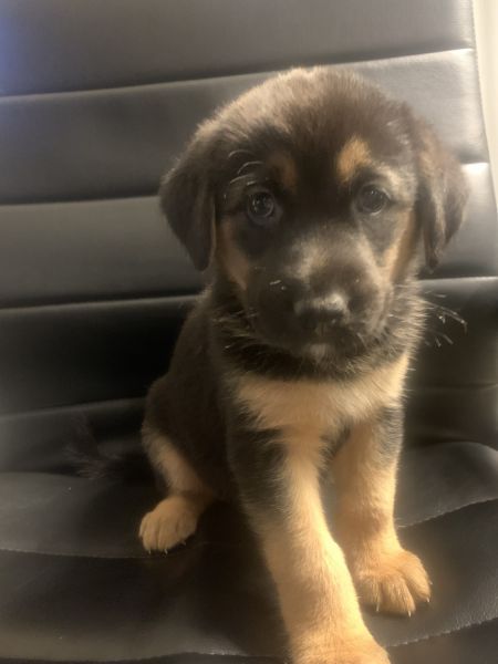 ADORABLE Rottweiler Mix Puppies For Sale