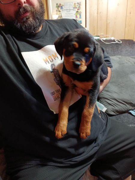 Rottweiler puppies