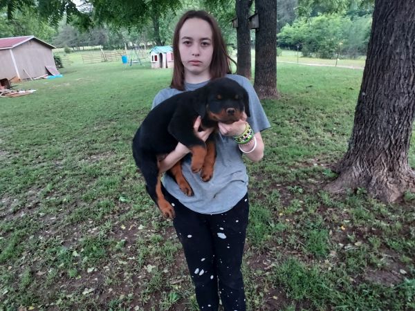 Akc Rottweiler puppies