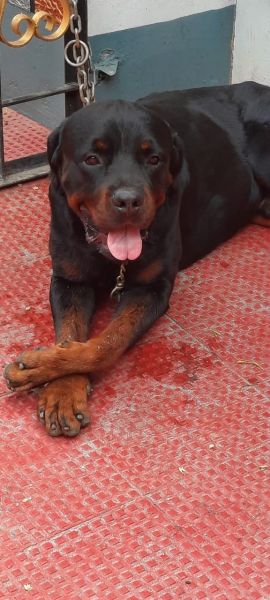 Male and female Rottweilers