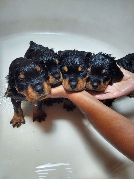 AKC Registered Rottweiler Puppies
