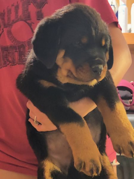 Rottweiler puppies for sale!!