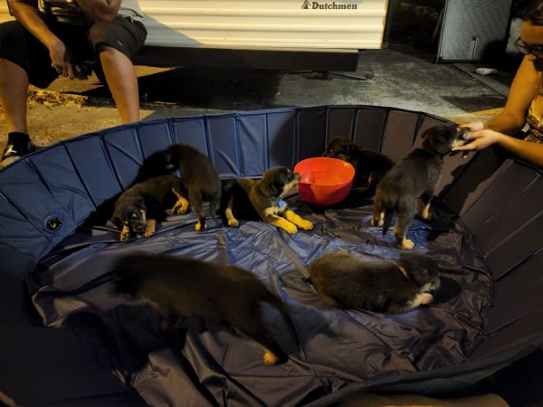 Australian shepherd rottweiler mix