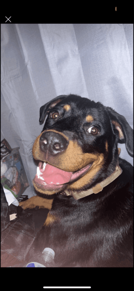 Taz — Of Denton Tx