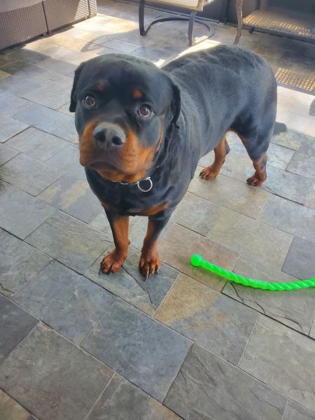Rottweiler needs a home