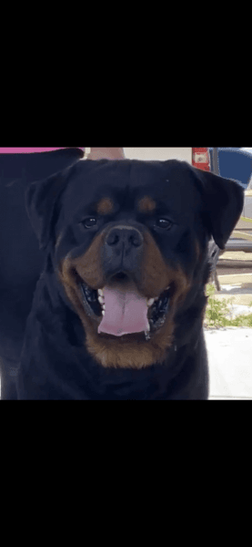 AKC German Rottweiler puppies