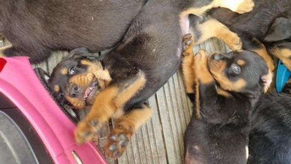 Adorable Rottweiler Pups