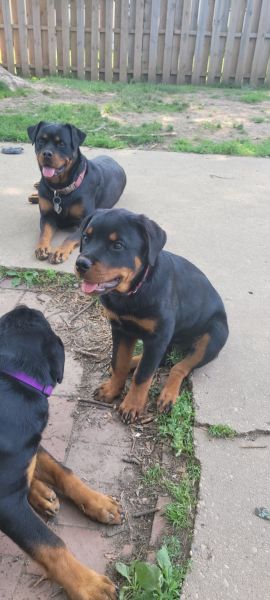 German Rottweiler 1 Girl puppy