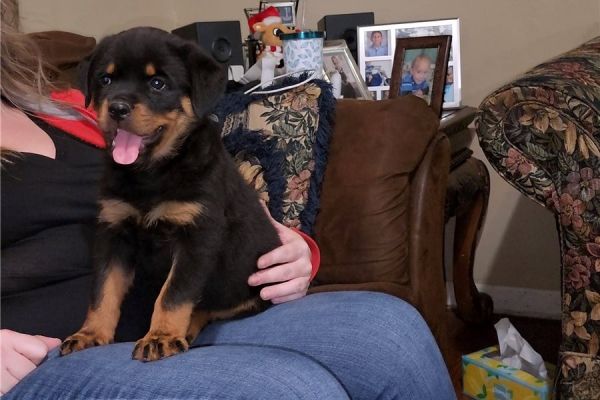 AKC Rottweiler puppy Male & Female